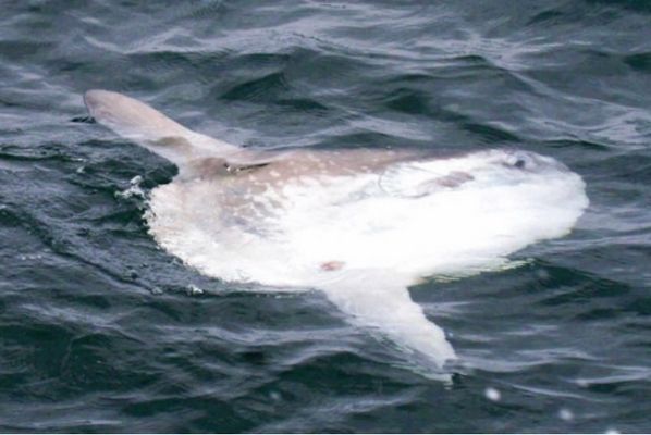 水族館中的魚算不算一個(gè)種群（《和平精英》水族館中的魚是否算作一個(gè)種群，這是一個(gè)值得探討的問題） 水族館百科（水族館加盟） 第4張