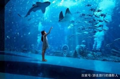 水族館工作人員是多少工資（水族館工作人員工資待遇如何） 水族館百科（水族館加盟） 第5張