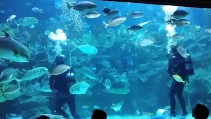 開一家水族館需要些什么東西呢視頻（開一家水族館需要準(zhǔn)備什么） 水族館百科（水族館加盟） 第4張