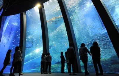 開一個水族館大概需要多少錢（開一個水族館需要多少錢？） 水族館百科（水族館加盟） 第4張