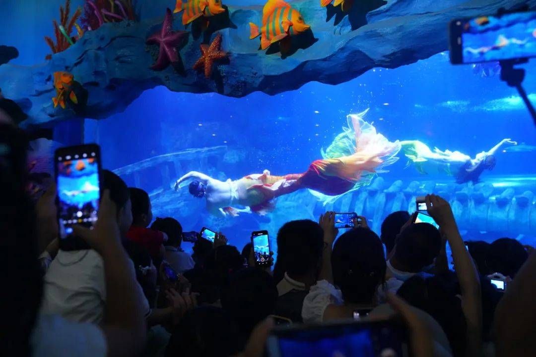 開一間水族館大概要多少錢（開一間水族館的成本因地區(qū)、規(guī)模和設(shè)施而異開設(shè)一間水族館）