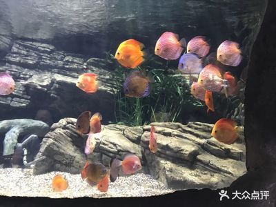 開一家水族館能掙錢嗎多少錢（開一家水族館所需成本、盈利方式以及經(jīng)營策略） 水族館百科（水族館加盟） 第5張