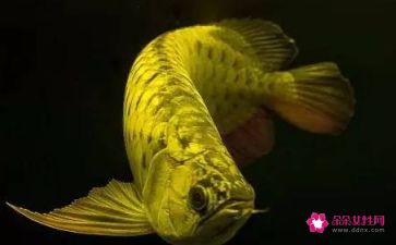 金龍魚的寓意和象征總結(jié)（金龍魚的主要寓意和象征意義）