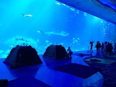 開一家水族館需要些什么東西（開一家水族館需要準備什么） 水族館百科（水族館加盟） 第4張