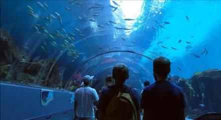 開一家水族館需要些什么東西（開一家水族館需要準(zhǔn)備什么） 水族館百科（水族館加盟） 第5張