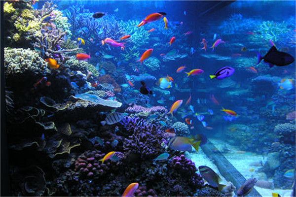 開一家水族館需要多少資金（開一家水族館需要多少錢？） 水族館百科（水族館加盟） 第5張