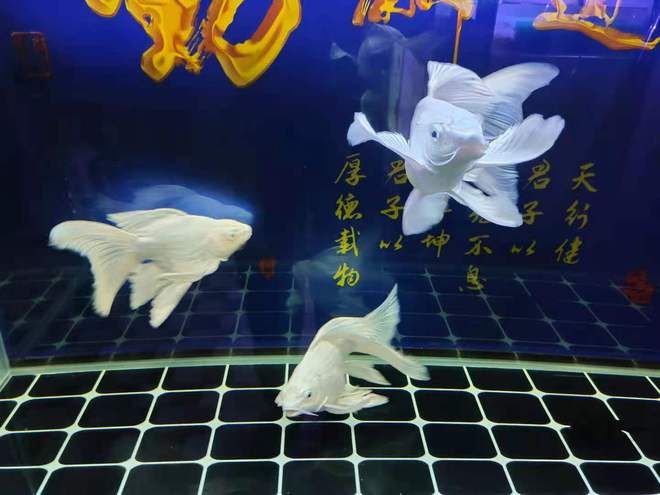 龍魚入缸多久換水（新買的龍魚在入缸三天后可以開始換水） 龍魚百科 第5張