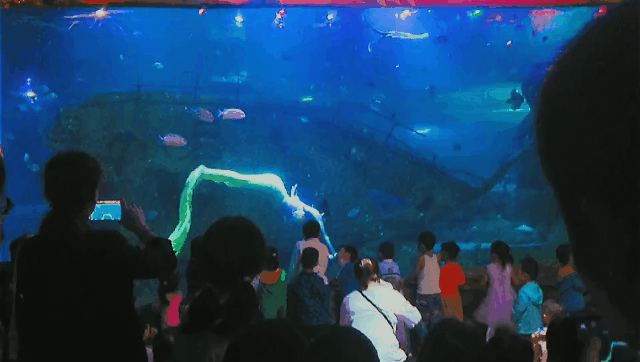 水族館一般多少錢一個(gè)月啊（開一家水族館涉及多種費(fèi)用） 水族館百科（水族館加盟） 第3張