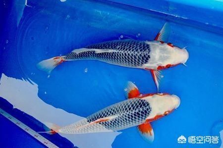 水族館養(yǎng)殖和尚魚指南（養(yǎng)殖和尚魚的詳細(xì)指南） 水族館百科（水族館加盟） 第2張