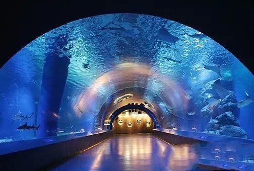 水族館一般多大面積（上海水族館的面積） 水族館百科（水族館加盟） 第1張