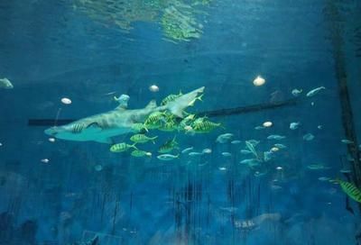 水族館一般多大面積（上海水族館的面積） 水族館百科（水族館加盟） 第4張