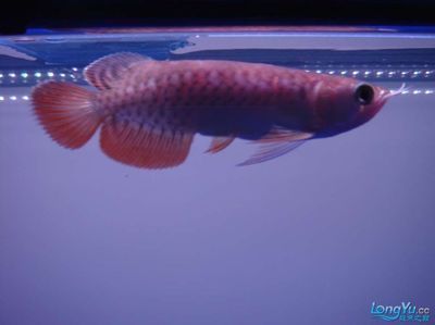 金龍魚(yú)怎么看公母圖解（如何判斷金龍魚(yú)的性別） 龍魚(yú)百科 第3張