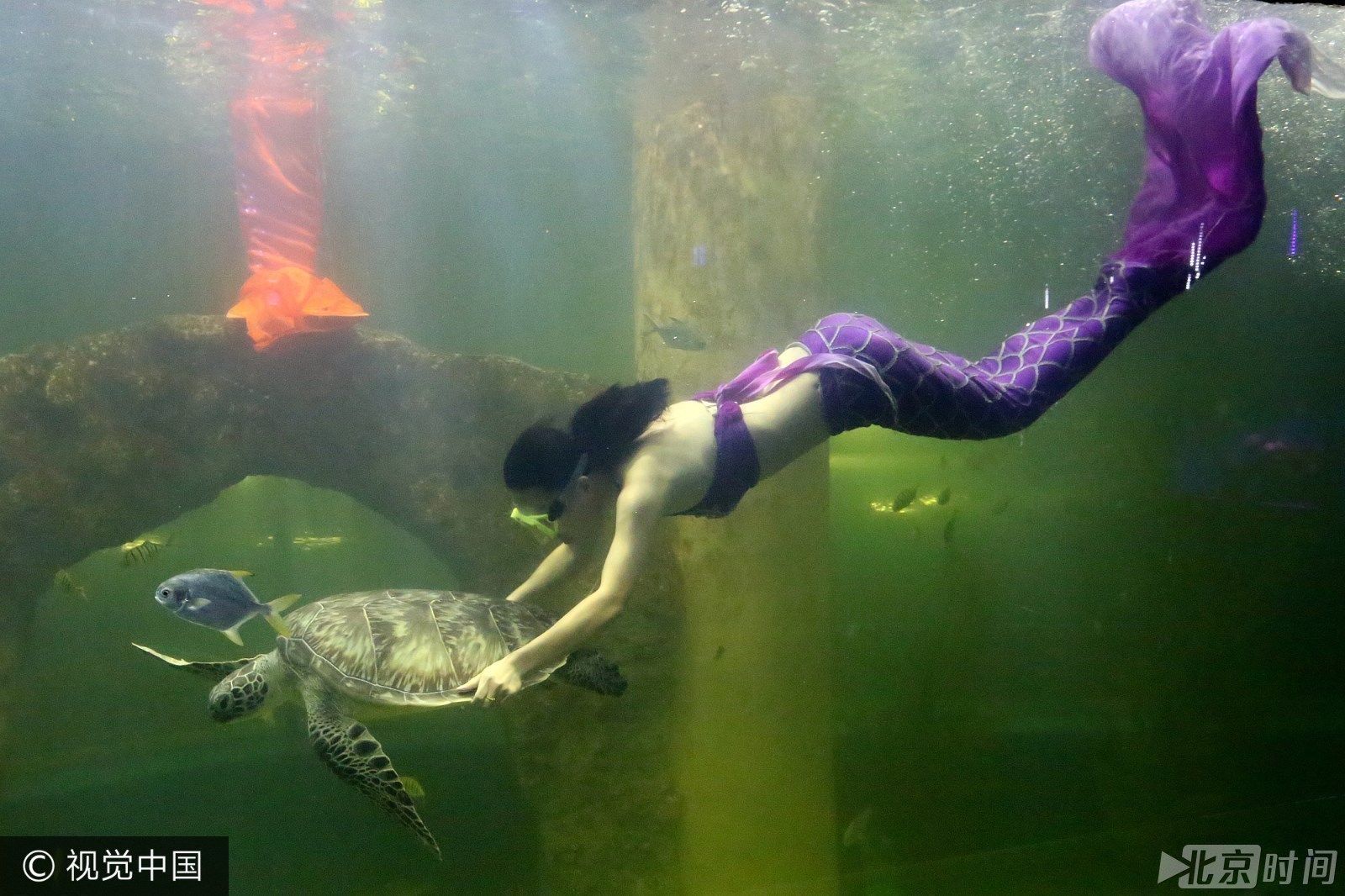 水族館的工作崗位（水族館工作崗位包括了從基礎(chǔ)維護(hù)到高級研究的各種角色）