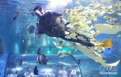 水族館的工作崗位（水族館工作崗位包括了從基礎(chǔ)維護到高級研究的各種角色） 水族館百科（水族館加盟） 第4張