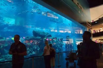 水族館的名字有哪些（水族館名字的創(chuàng)意與選擇） 水族館百科（水族館加盟） 第4張