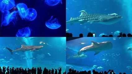 水族館的名字有哪些（水族館名字的創(chuàng)意與選擇）