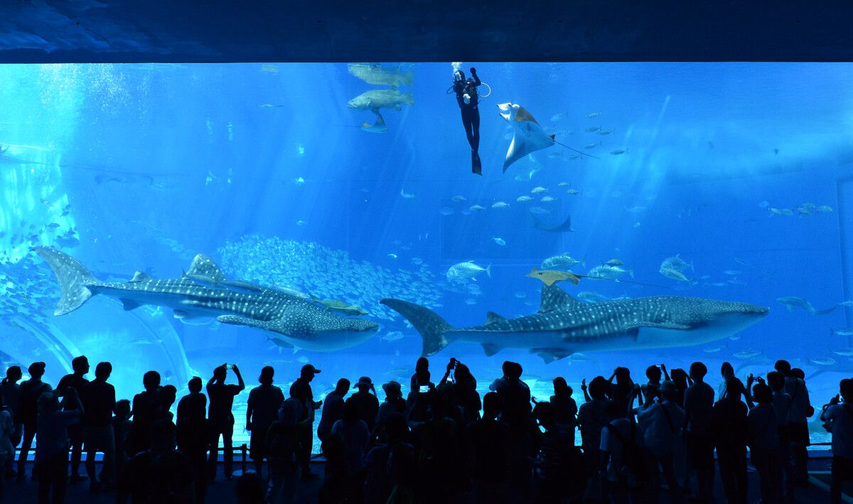 水族館的名字有哪些（水族館名字的創(chuàng)意與選擇） 水族館百科（水族館加盟） 第5張