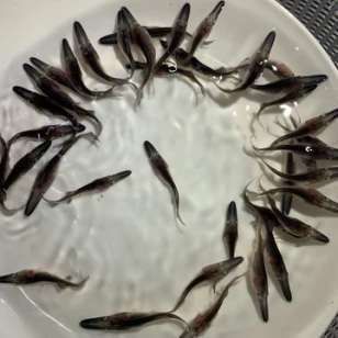 龍魚配魚推薦哪種魚苗好一點(diǎn)（龍魚與魚苗的搭配） 龍魚百科 第5張