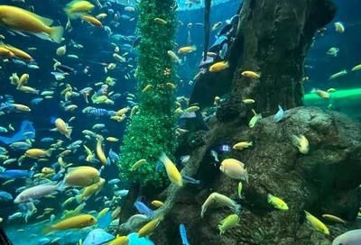 國(guó)內(nèi)水族館排行（2018年國(guó)內(nèi)水族館排行榜） 水族館百科（水族館加盟） 第4張