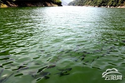 什么魚能跟雷龍魚混養(yǎng)（如何選擇一種既能與雷龍魚和平共處，又能滿足自己觀賞需求的魚類） 水族問答 第1張