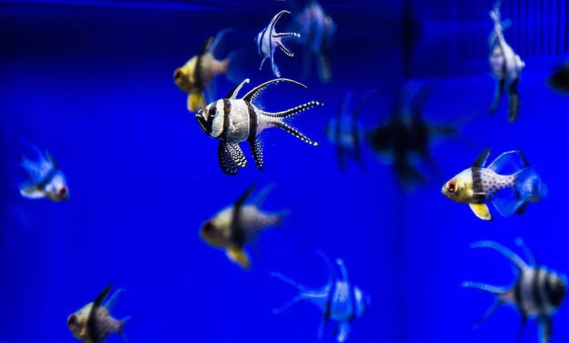 水族館的門票（上海海洋水族館會(huì)員福利介紹） 水族館百科（水族館加盟） 第3張