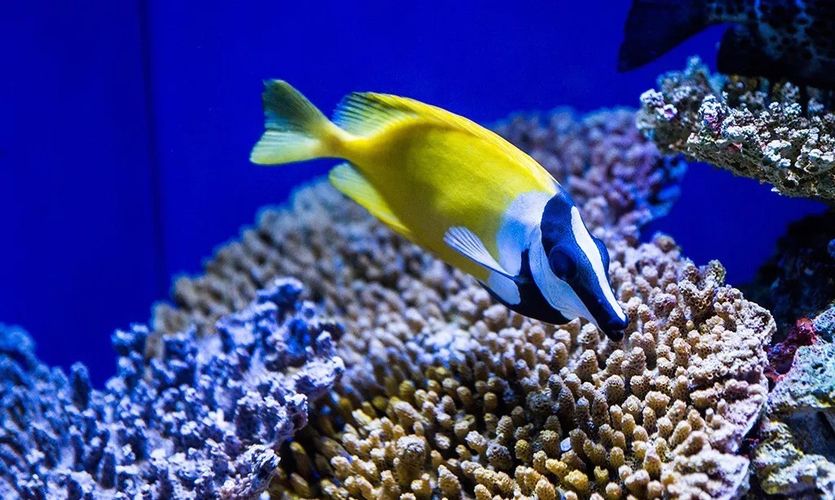 水族館的門票（上海海洋水族館會(huì)員福利介紹） 水族館百科（水族館加盟） 第4張