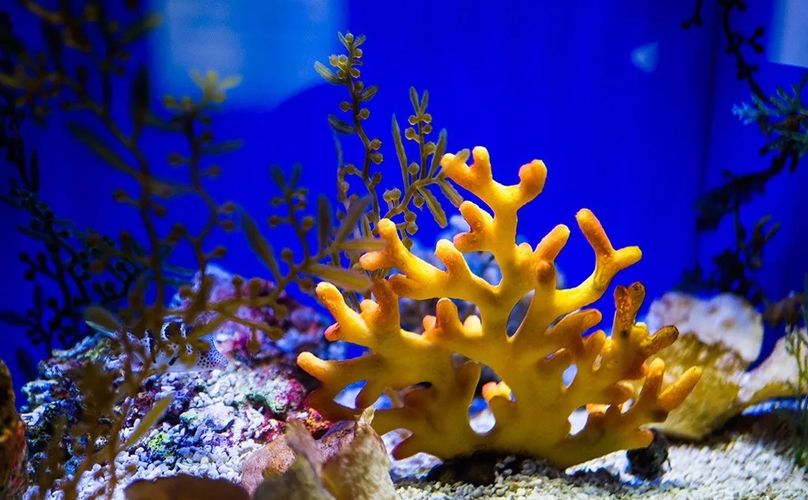 水族館的門票（上海海洋水族館會(huì)員福利介紹） 水族館百科（水族館加盟） 第5張