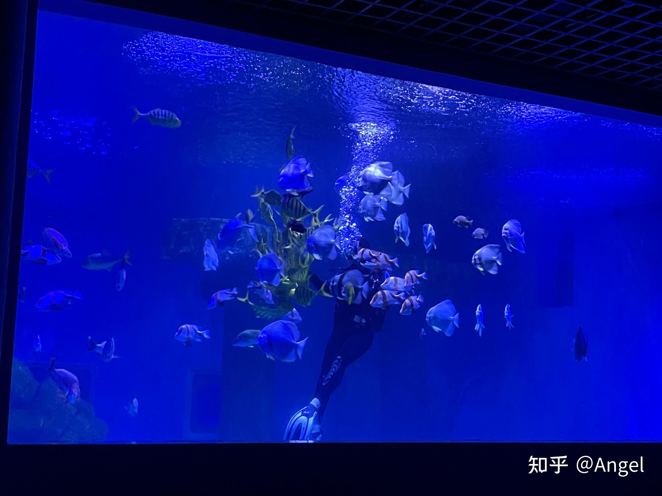 開水族館靠什么掙錢呢知乎（水族館的盈利方式） 水族館百科（水族館加盟） 第5張