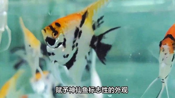 水族館一般賣什么魚類（水族館如何模擬亞馬遜生態(tài)） 水族館百科（水族館加盟） 第1張