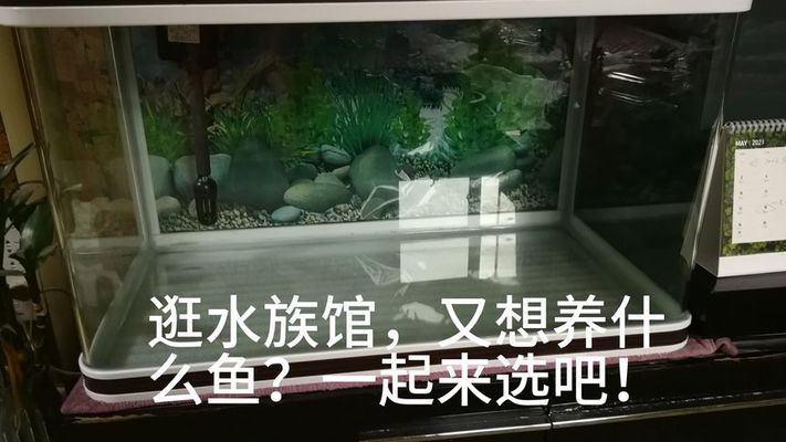 水族館一般賣什么魚類（水族館如何模擬亞馬遜生態(tài)） 水族館百科（水族館加盟） 第2張