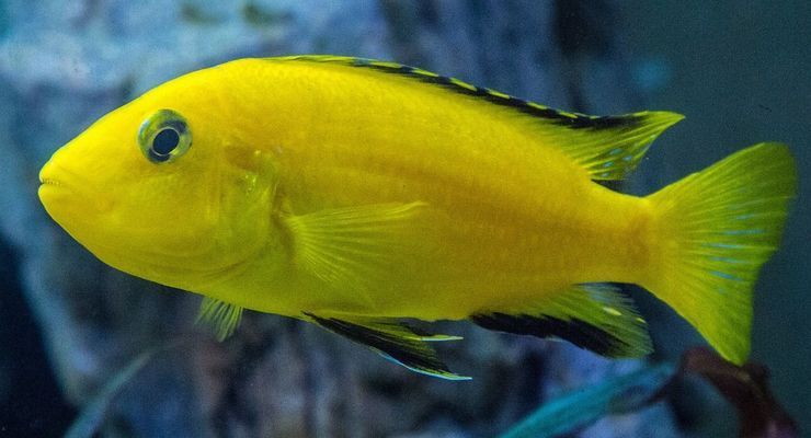 水族館批發(fā)市場(chǎng)（南寧水族批發(fā)市場(chǎng)） 水族館百科（水族館加盟） 第5張