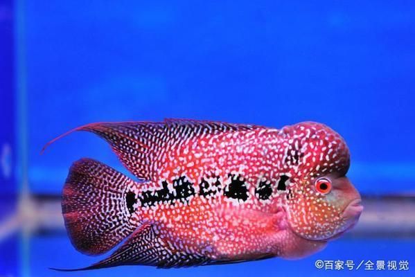 水族館一年能賺多少錢啊（水族館年收入如何計算？）