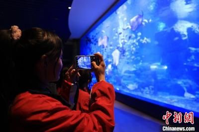 水族館利潤(rùn)怎么樣啊（水族館利潤(rùn)情況分析） 水族館百科（水族館加盟） 第3張