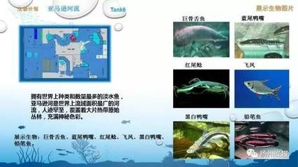 水族館魚種類介紹視頻（上海海洋水族館瀕危物種保護(hù)措施上海海洋水族館門票價格）