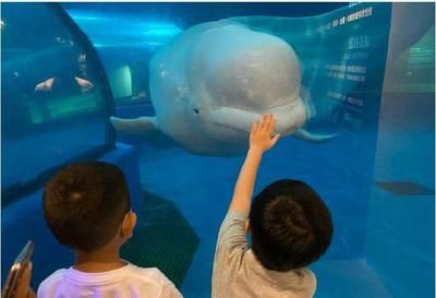 水族館配文（上海海洋水族館特色展覽）