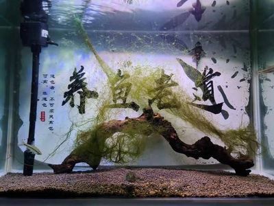 開水族館要營業(yè)執(zhí)照嗎（開水族館是否需要營業(yè)執(zhí)照） 水族館百科（水族館加盟） 第4張