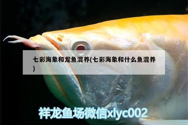 七彩海象魚會和龍魚打架嗎（七彩海象魚與龍魚混養(yǎng)的成功案例）