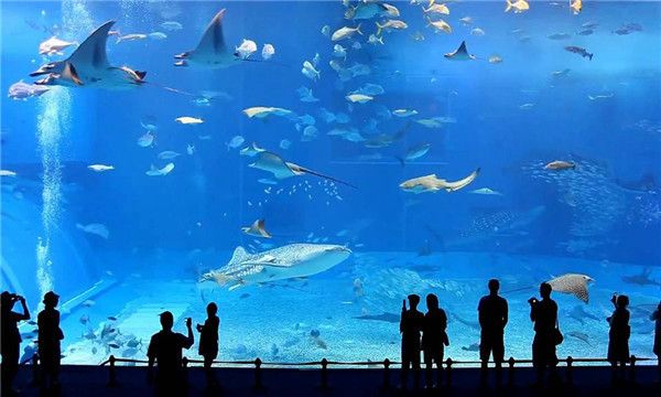 水族館加盟代理怎么樣啊賺錢嗎知乎（水族館加盟代理怎么樣）