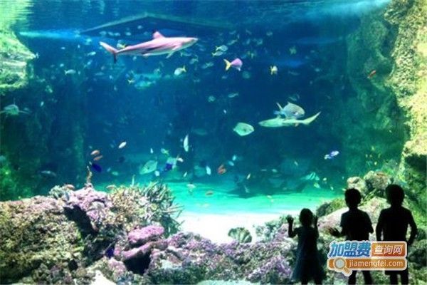 水族館加盟代理怎么樣啊賺錢嗎知乎（水族館加盟代理怎么樣）