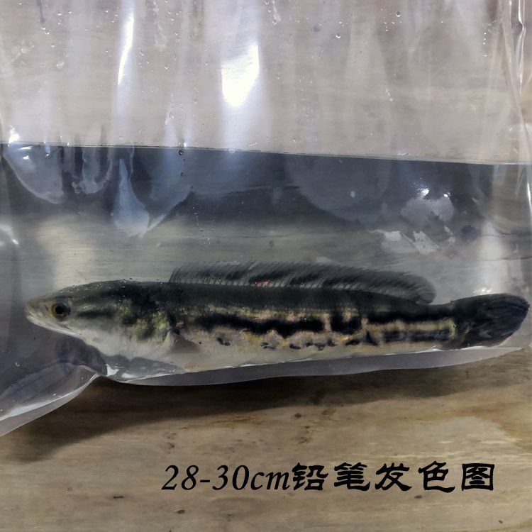 雷龍魚苗品種介紹（雷龍魚苗品種介紹：阿薩姆雷龍魚苗品種介紹）