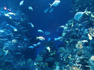 水族館壁紙（水族館動(dòng)態(tài)壁紙）