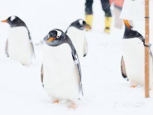 小樽水族館官網(wǎng)（關(guān)于小樽水族館的官網(wǎng)詳情） 水族館百科（水族館加盟） 第2張