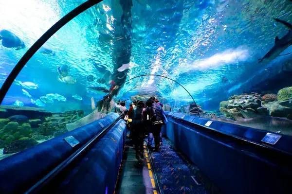 水族館在哪里看動漫（《白沙的水族館》水族館觀看動漫詳情） 水族館百科（水族館加盟） 第4張