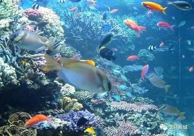 想開一家水族館要多少錢（開一家水族館需要多少錢） 水族館百科（水族館加盟） 第3張