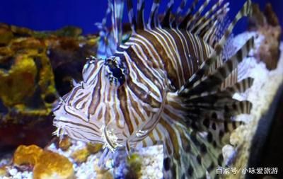 想開一家水族館要多少錢（開一家水族館需要多少錢） 水族館百科（水族館加盟） 第4張