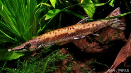 紅眼黃化幽靈火箭魚皇家火箭魚（紅眼黃化幽靈火箭魚的養(yǎng)殖方法） 龍魚百科 第5張