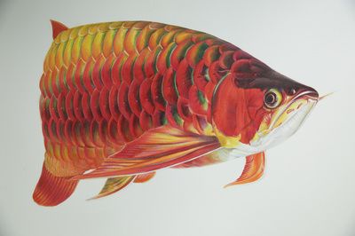 潮汕龍魚拜神怎么拜視頻（關(guān)于潮汕龍魚拜神的疑問） 水族問答 第2張