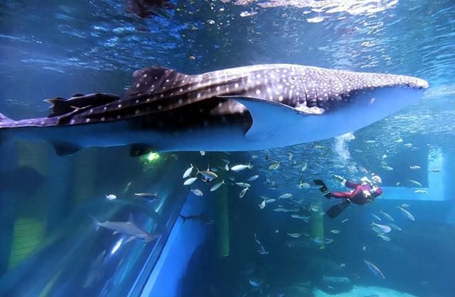 投資水族館需要多少錢一個(gè)月（開一個(gè)水族館需要多少費(fèi)用） 水族館百科（水族館加盟） 第5張