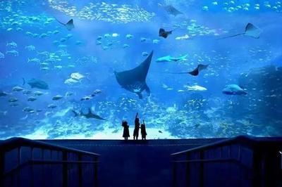 投資水族館需要多少錢一個(gè)月（開一個(gè)水族館需要多少費(fèi)用）