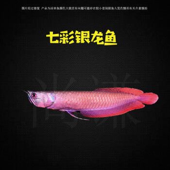 七彩銀龍魚多少錢一條?。ㄆ卟抒y龍魚價(jià)格范圍）